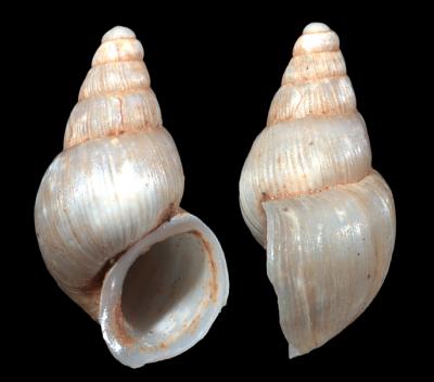 Paratype of Travunijana djokovici