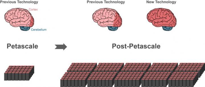 Increased Brain Representation