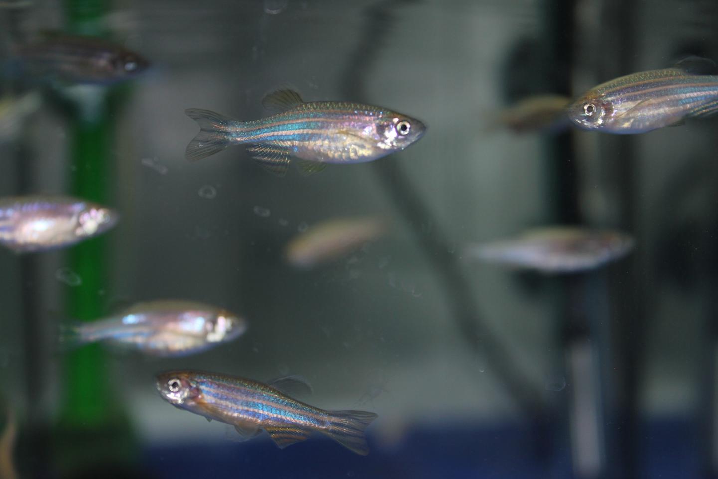 Zebra Fish