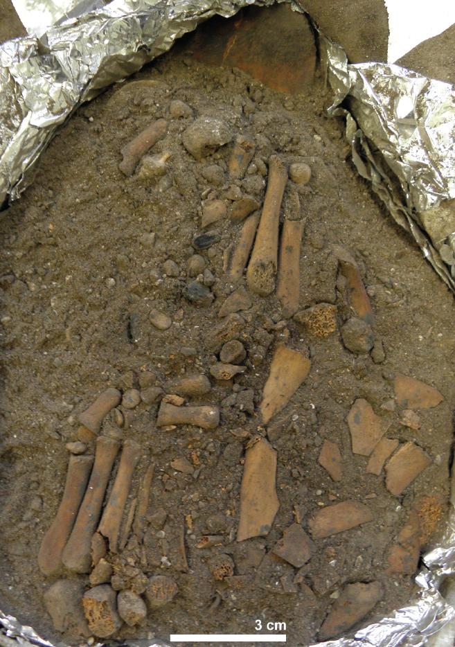 Articulated left foot (bottom left) and right foot (centre) excavated in the ANU laboratory