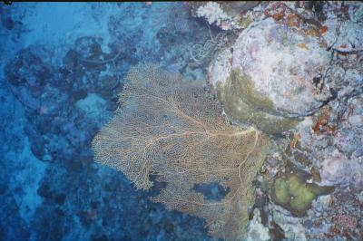 Coral Records Show Ocean Thermocline Rise with Global Warming (1 of 3)