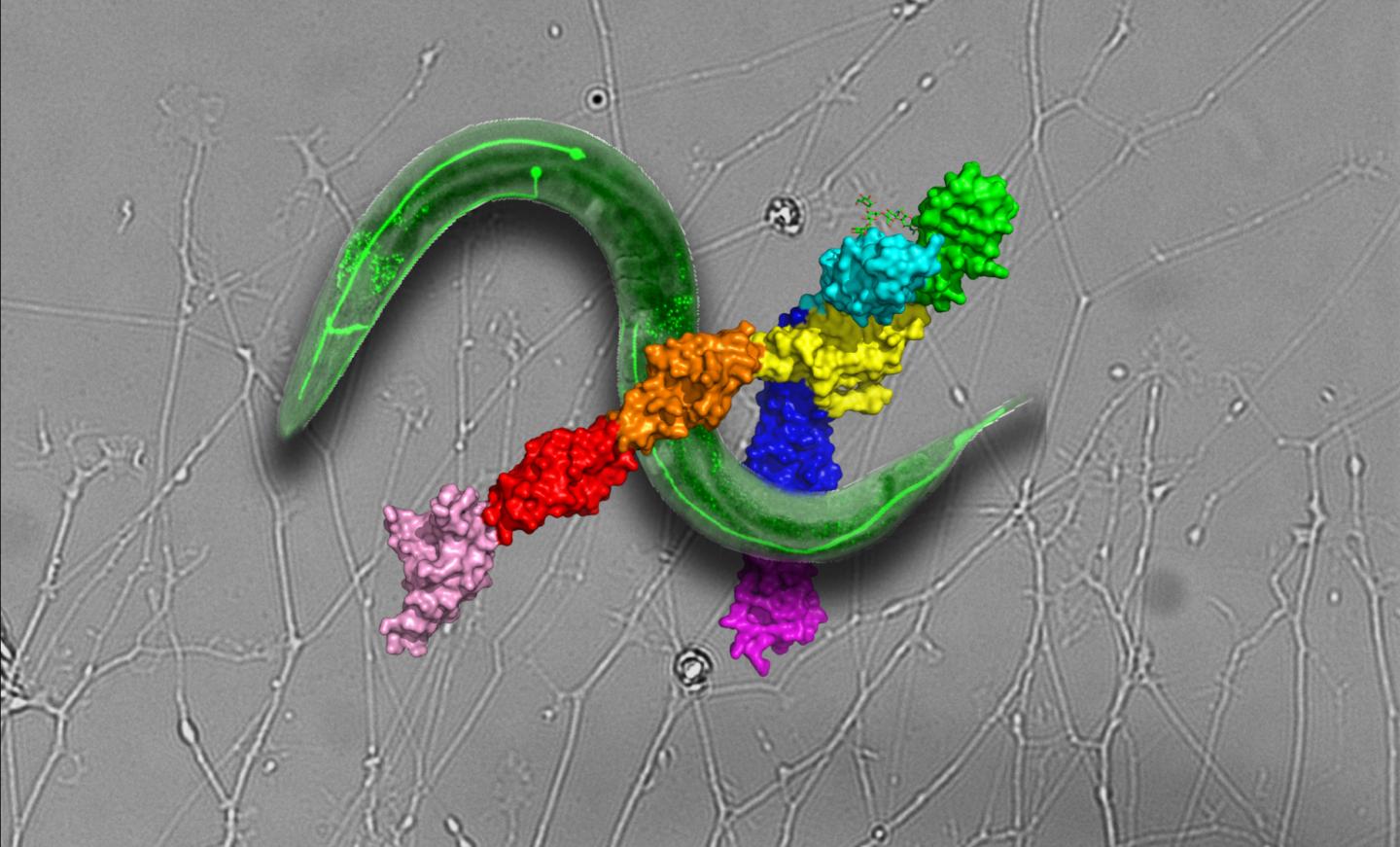 Crystal-Clear View Of A Key Neuronal Receptor Opens Door For New, Targeted Drugs