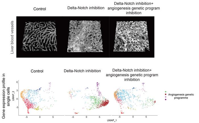 Figure Image Eurekalert Science News Releases 