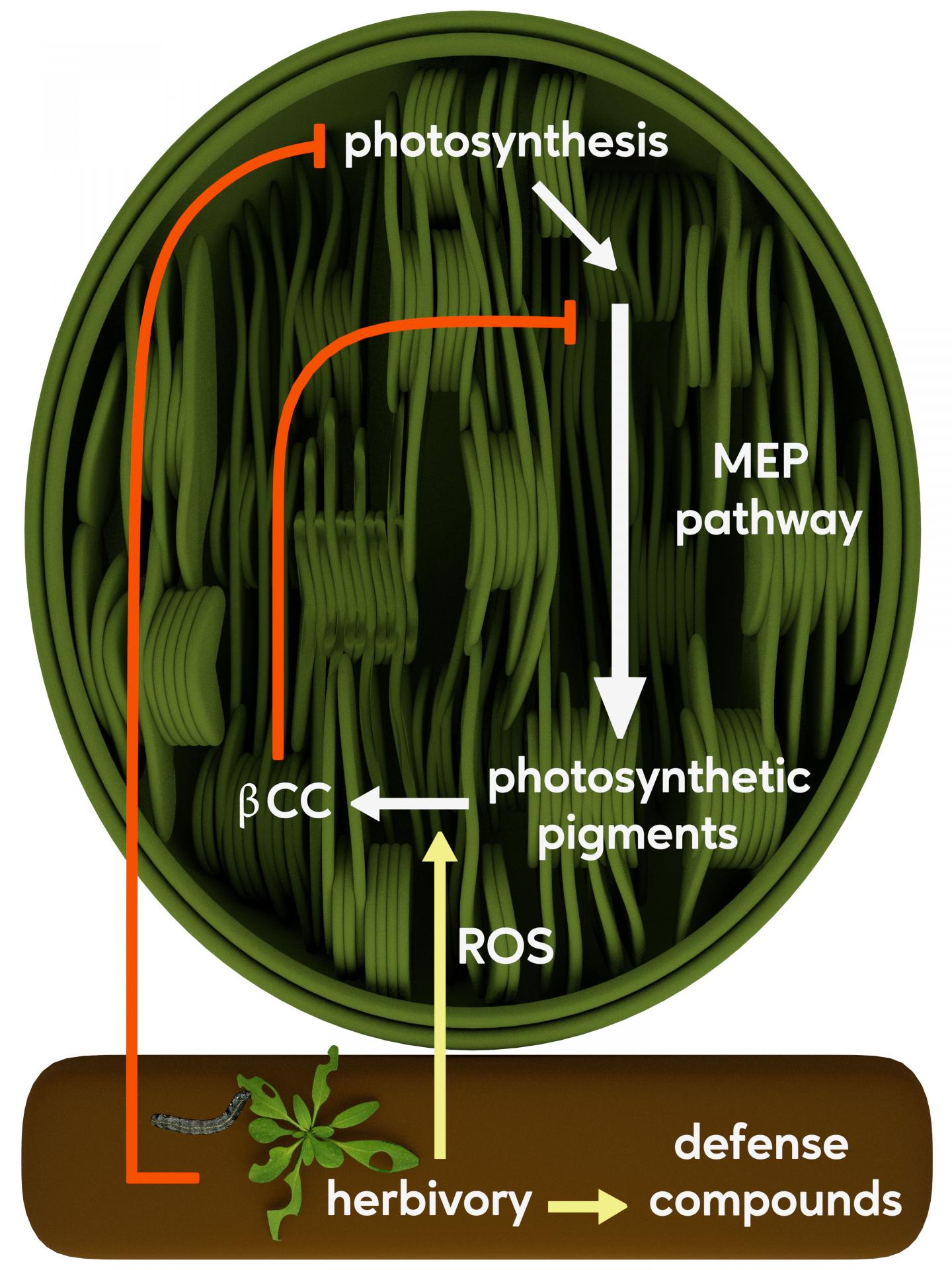 Feeding by Herbivores Leads to a Slowdown in Growth Processes