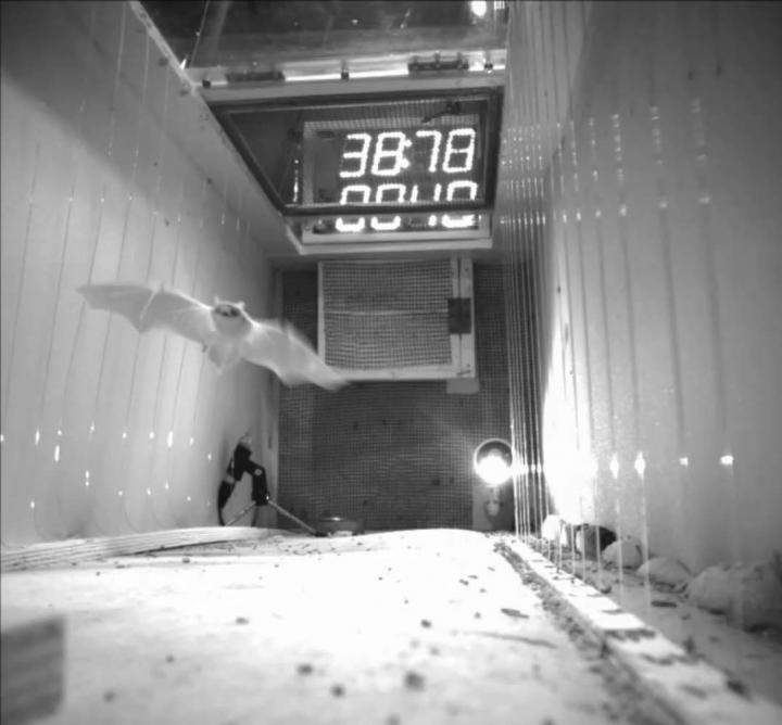 An adult bat (Pipistrellus kuhlii) flying from its perch to the target.