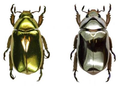Silver and Gold Beetles