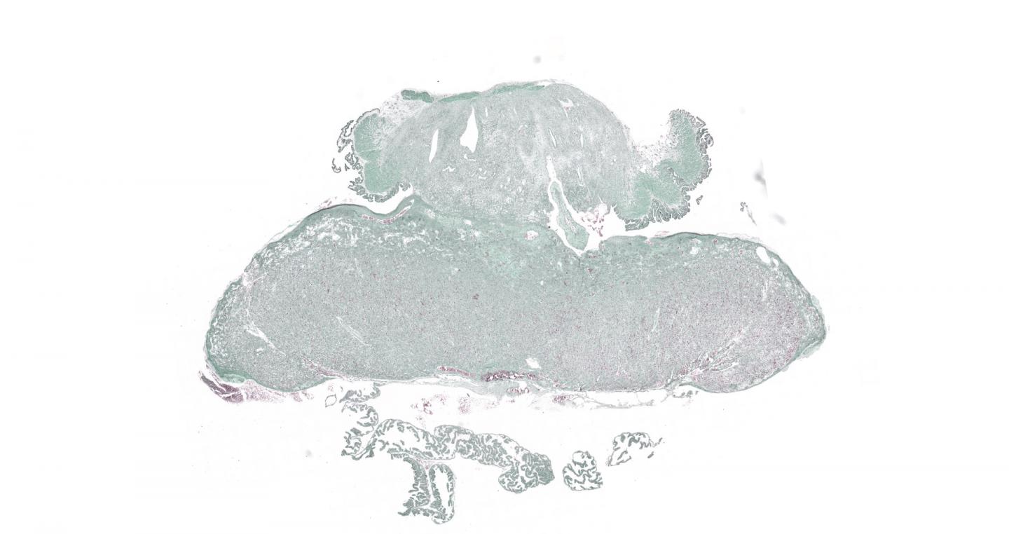 Histological Image of a Rat Placenta