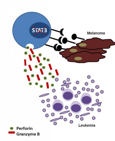 Loss of STAT3 Changes a NK Cell's Function