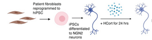 Nature Neuroscience PTSD study