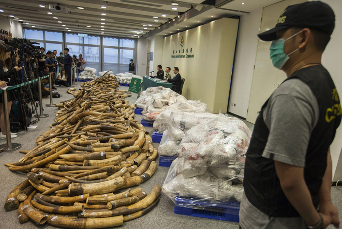 Tusks from 2017 Hong Kong ivory seizure