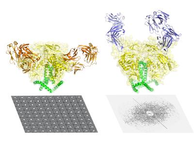 Scientists Capture Most Detailed Picture Yet of Key HIV/AIDS Protein