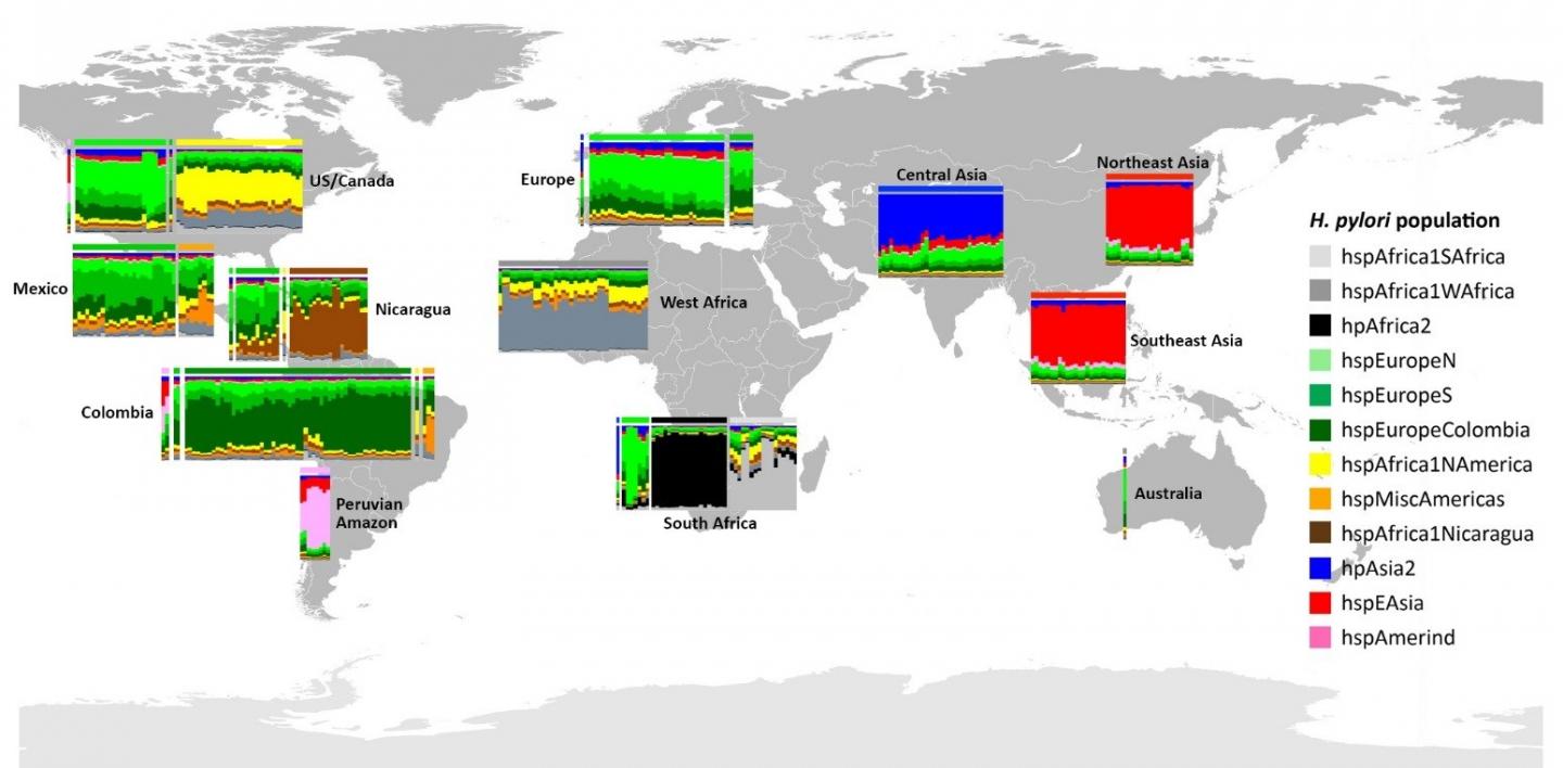 Europeans Brought New Strains of Ulcer-Causing Bacterium to Pre-Columbian Americas