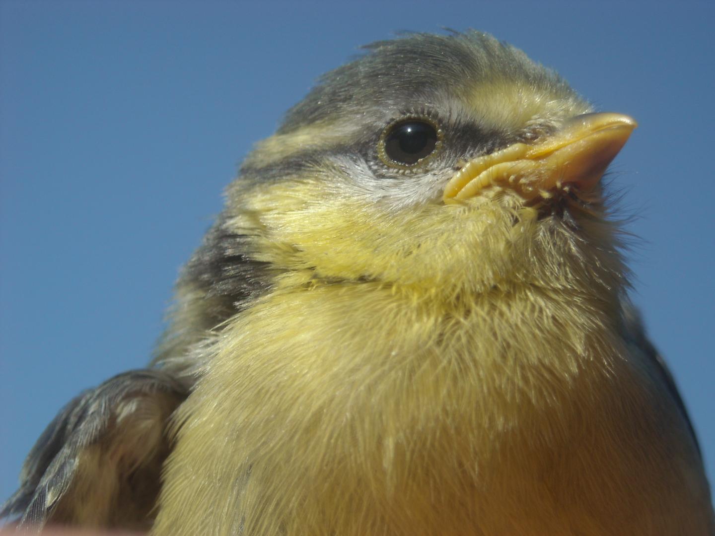 Female Blue Tits