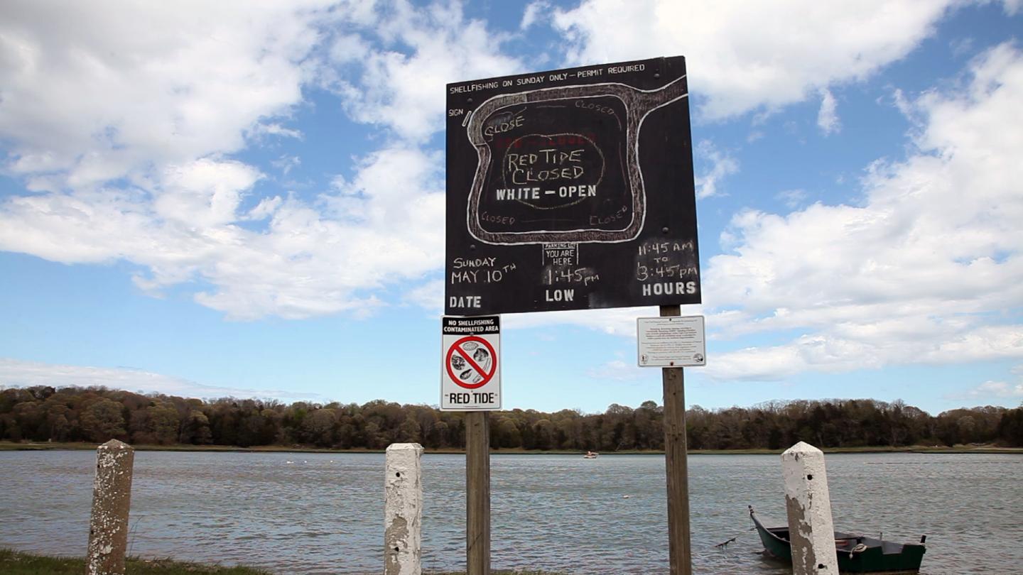 Harmful Algal Blooms