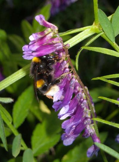 A Bee Foraging in the Wild