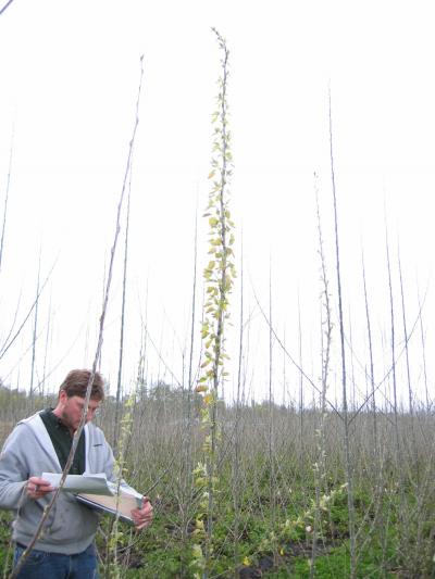 Early Bud-Break 1 Gene Tells Leaves to Grow