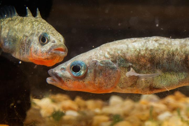 Stickleback fish