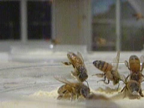 Honey Bee Workers in this Video are Collecting Diet from Feeding Dishes