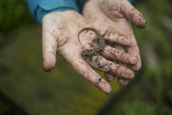 Endemic Farallon Salamander