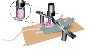 Stable Imaging from Embryos