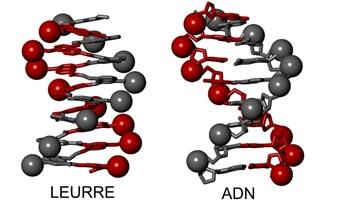 Representation of a DNA Double Helix and a DNA Mimic
