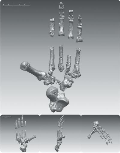 Before 'Lucy,' There Was 'Ardi:' First Major Analysis of One of Earliest Known Hominids (5 of 5)