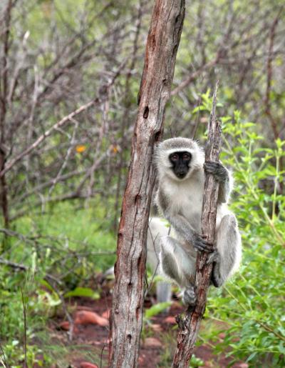 Vervet Monkey