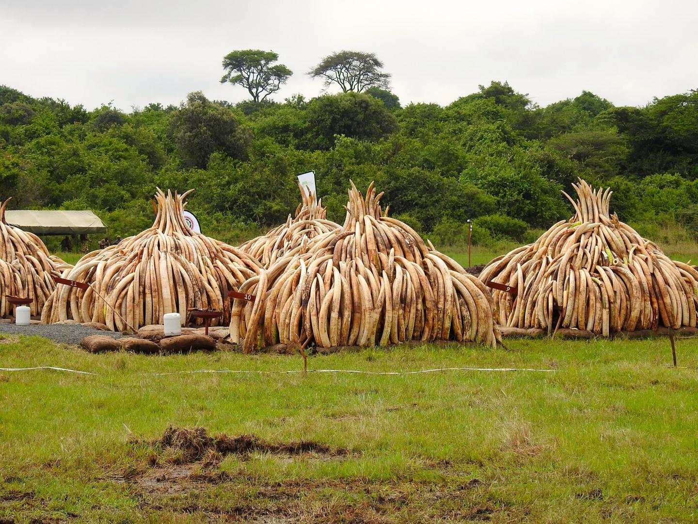 Stockpile Before Burning