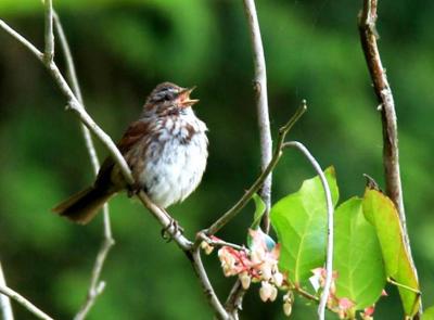 Song Sparrow Singing