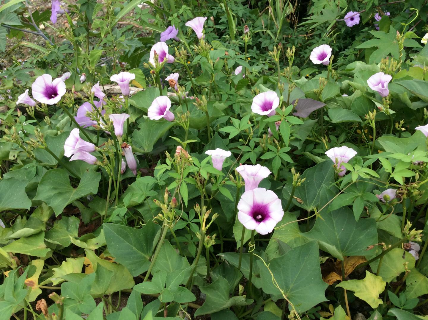 A foundation monograph of Ipomoea (Convolvulaceae) in the New World