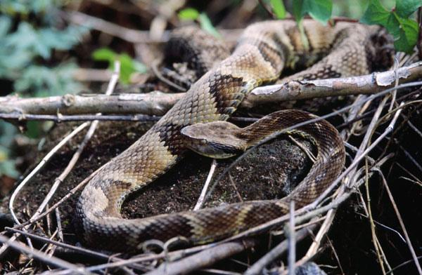 Plant Compound Found to Have Therapeutic Effect on Complications from Snakebites