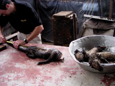 Measuring Dwarf Crocodile