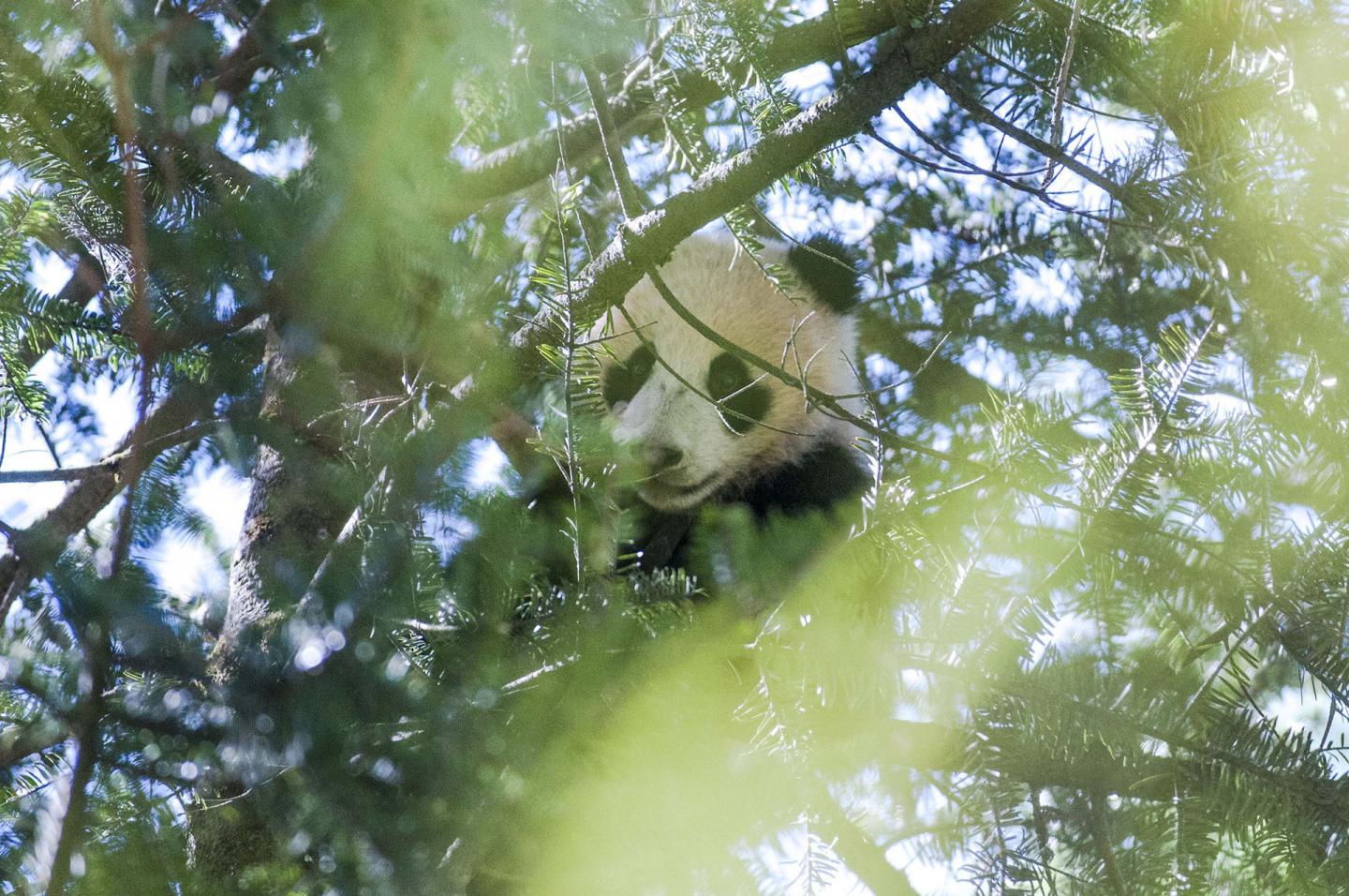 Peeking Panda [IMAGE] | EurekAlert! Science News Releases