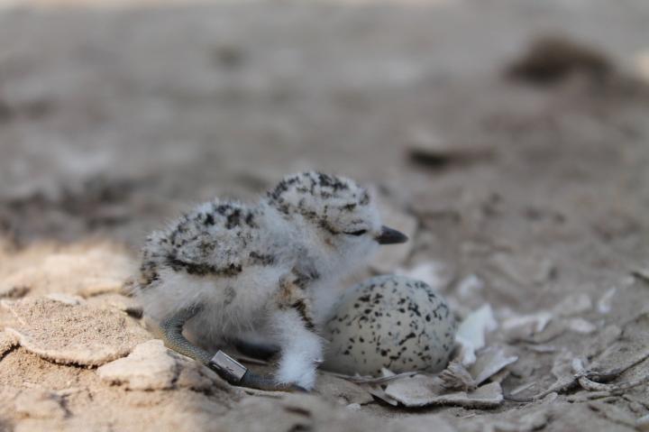 Snowy plover chicklets