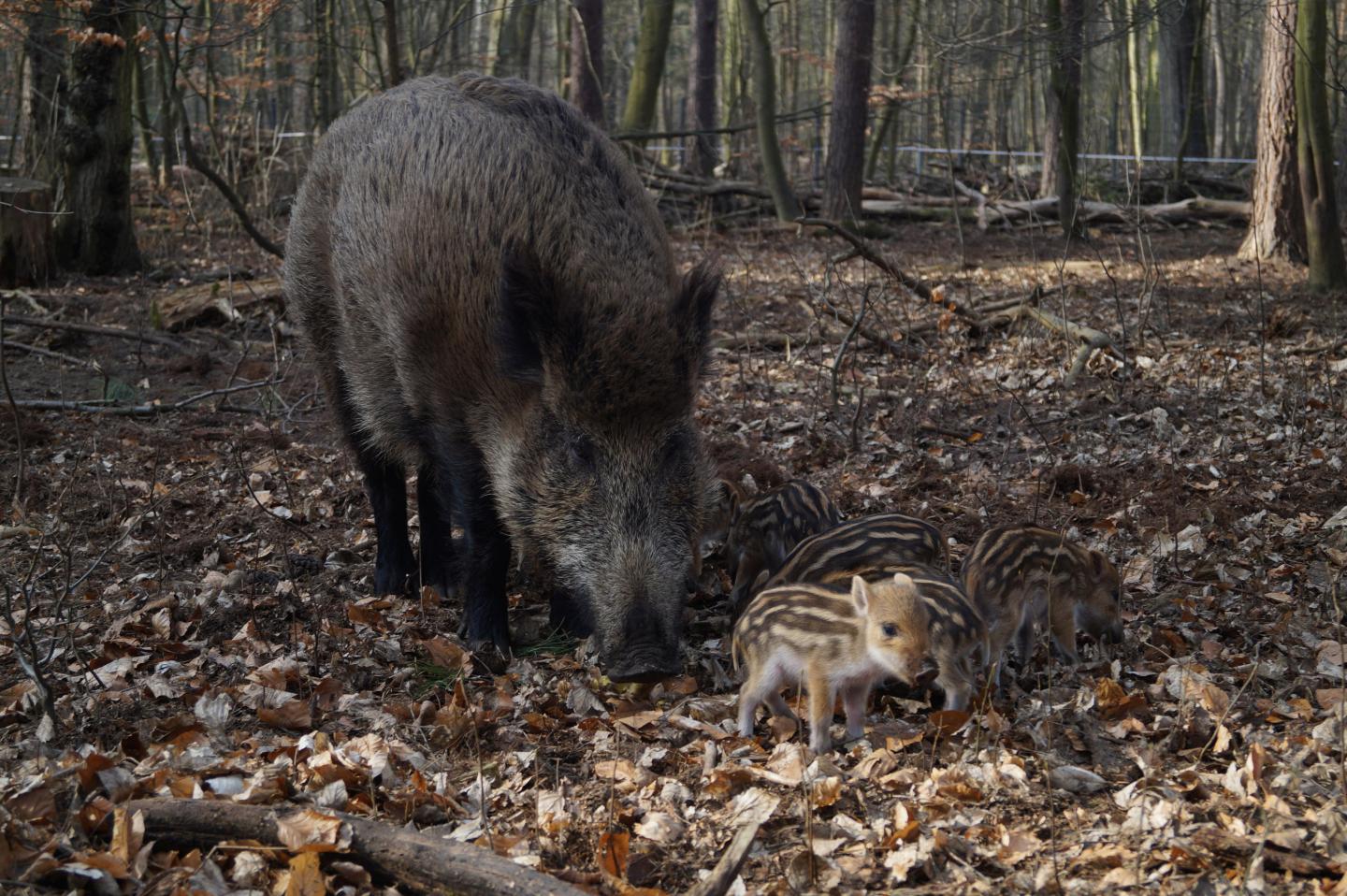 Wild Sow and its Offspring