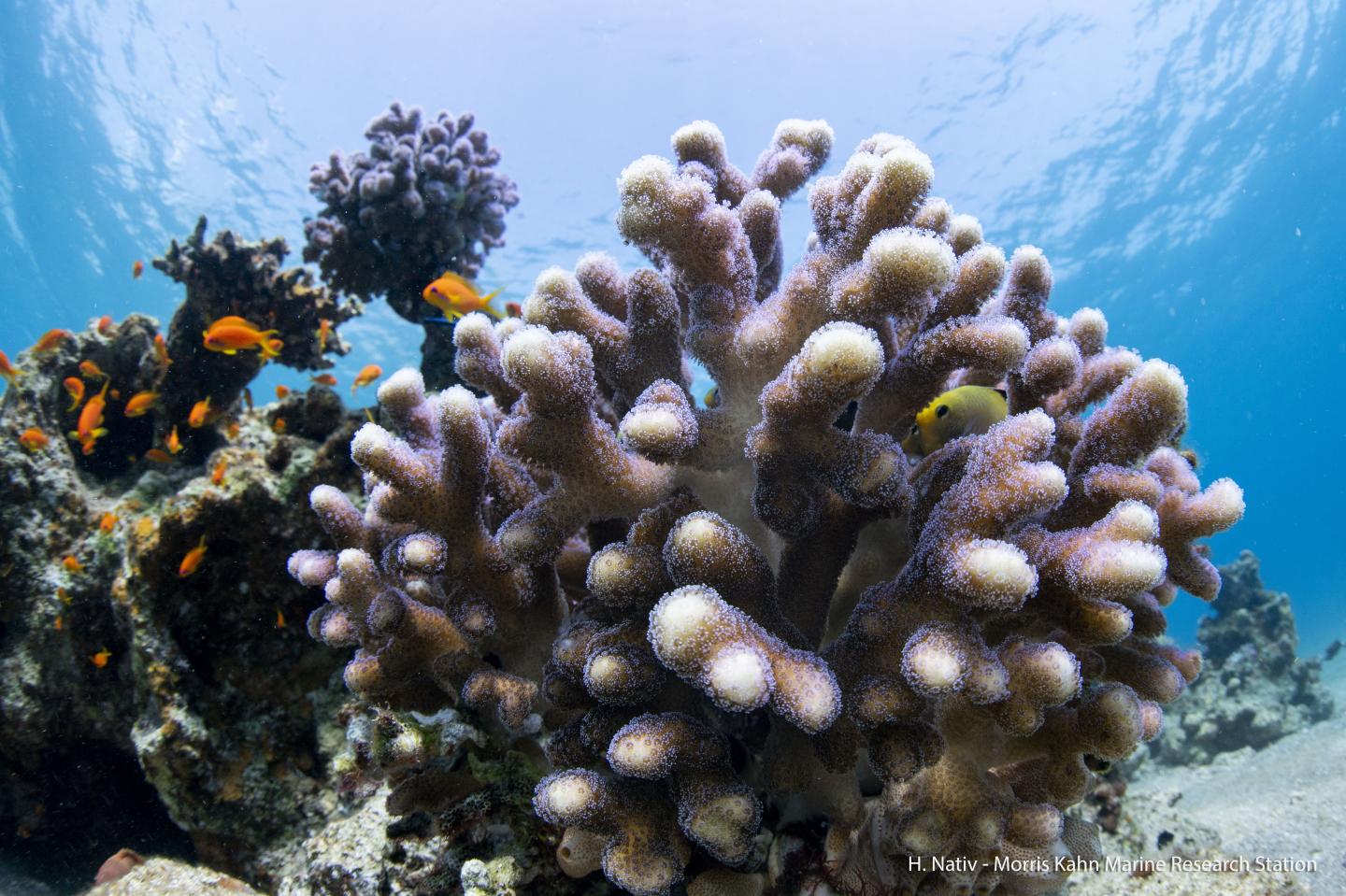 Stony corals in the wild