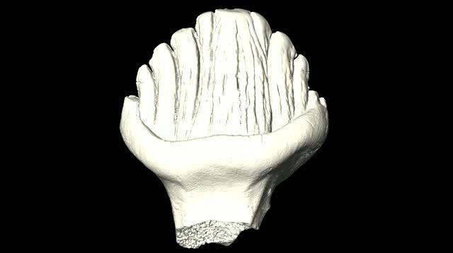 Three-dimensional reconstruction of a stegosaurian tooth found at the excavation site near the Teete stream (the Republic of Sakha)