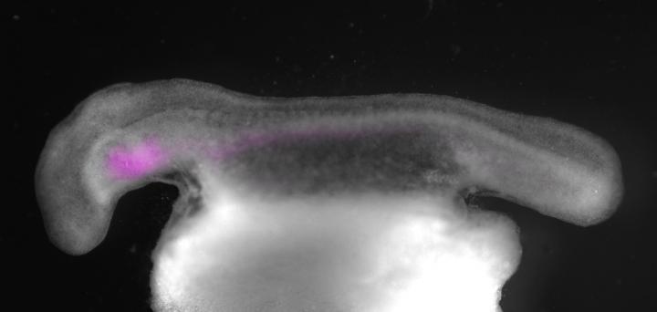 Fluorescent Dye in a Skate Embryo