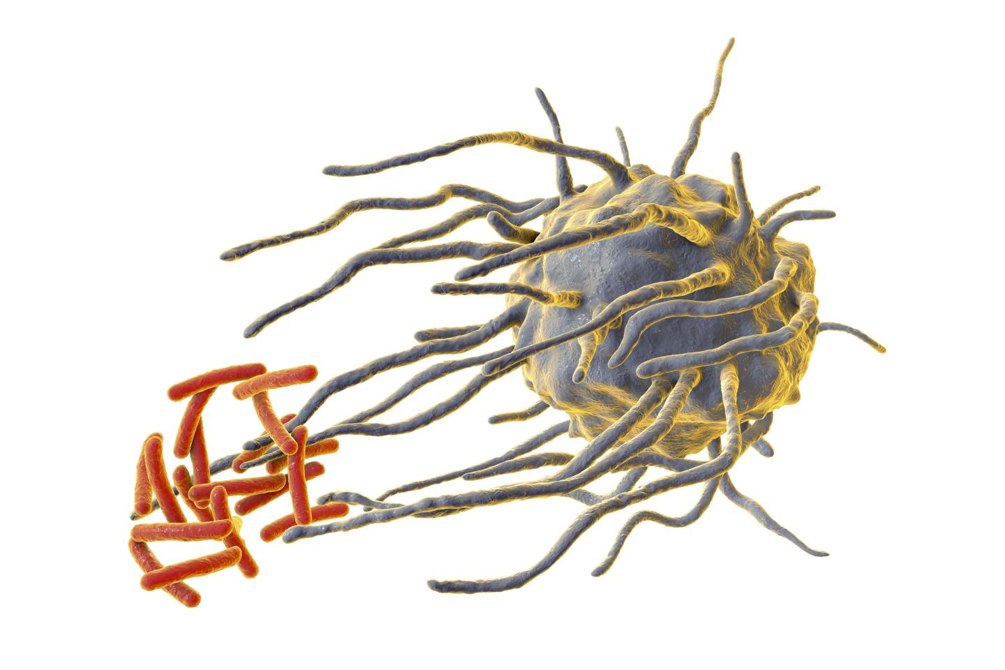 Macrophage research reveals biological mismatch