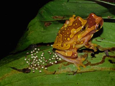 Treefrog Pair Laying Eggs on Water