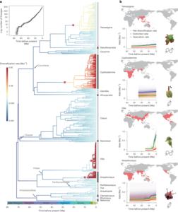 Biogeographic diversification patterns of the grape family, showing lineages of diversification rate shifts