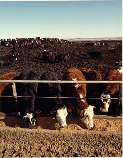 Cattle