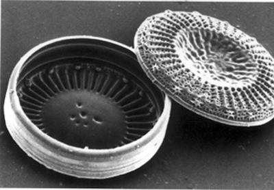 In Diatom Evolution, It Was Green Before Red (2 of 3)