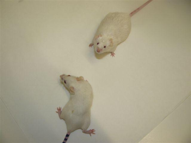 Mice at Early Stage of Experiment