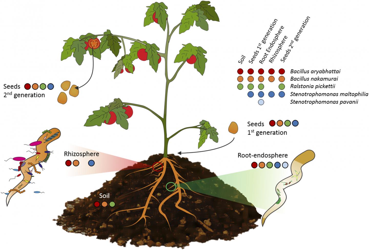 Plant System