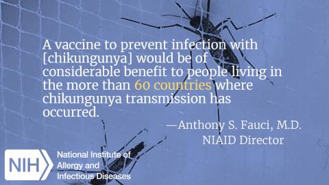 Quote from NIAID Director Dr. Anthony Fauci on a Chikungyna Vaccine