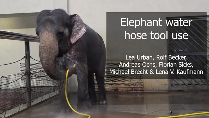 Elephant water hose tool use