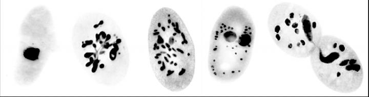 Self-fertilization in Paramecium