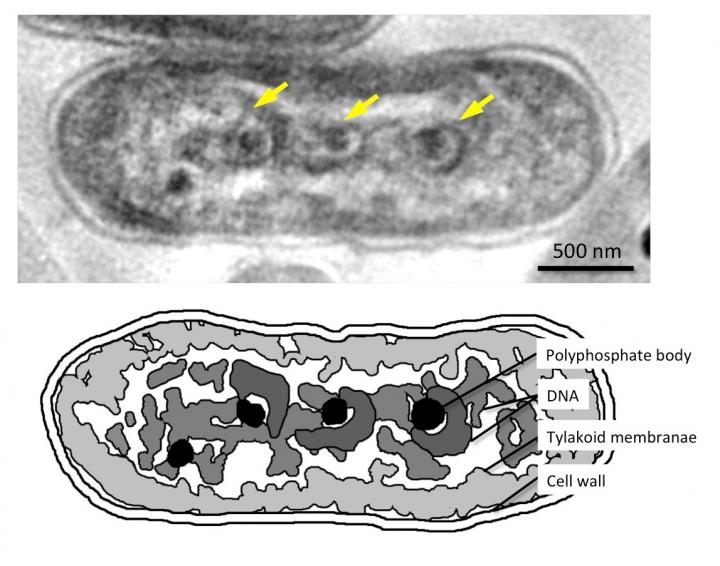 Ultrastructure of Condensed Eukaryotic Chromosome-Like Structure in Cyanobacteria