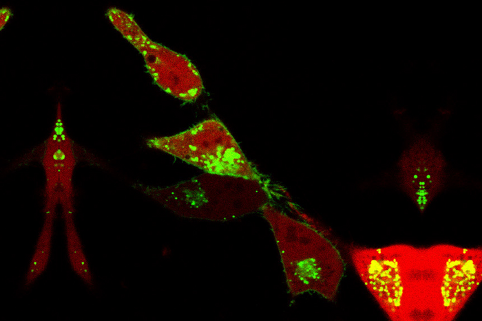 Microscopy FBXL2 PDE6D